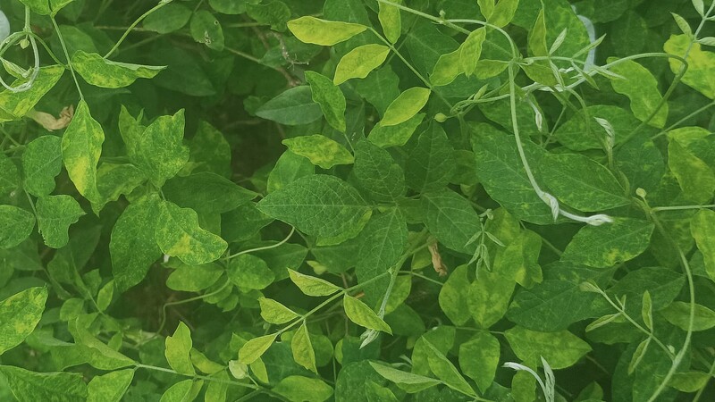 The Green World
