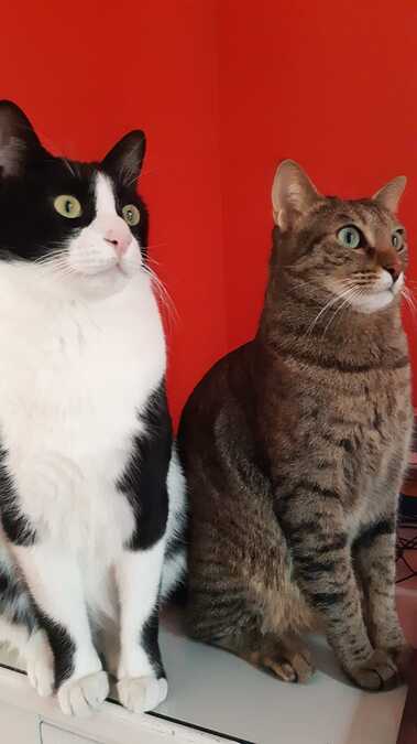 Leo and Mocha paying close attention to the talks