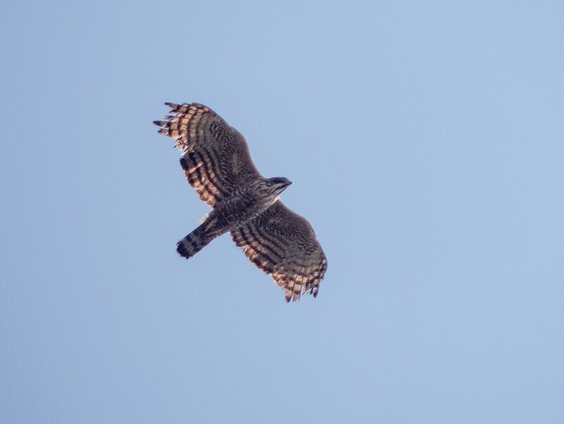 Mountain_Hawk-Eagle_(49643383101)