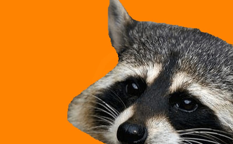 racoon
