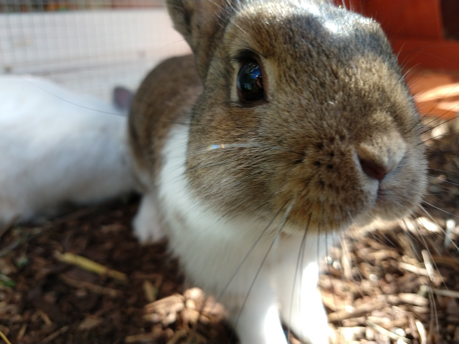 Jackie (a rabbit) looking at the camera.